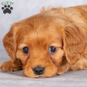 Scout, Miniature Golden Retriever Puppy